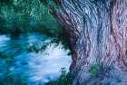 USA-Colorado Close-up of tree and Arkansas River in Salida Art Print